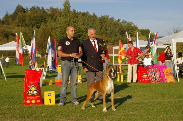 www.boxer-show.eu